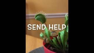Venus Flytrap Eating A Live Mealworm