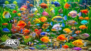 Breathtaking Underwater World 4K 🐠 Amazing Fish, Vibrant Coral Reefs & Relaxing Music