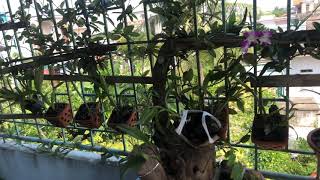 Denzzo 5Ct Đột Biến