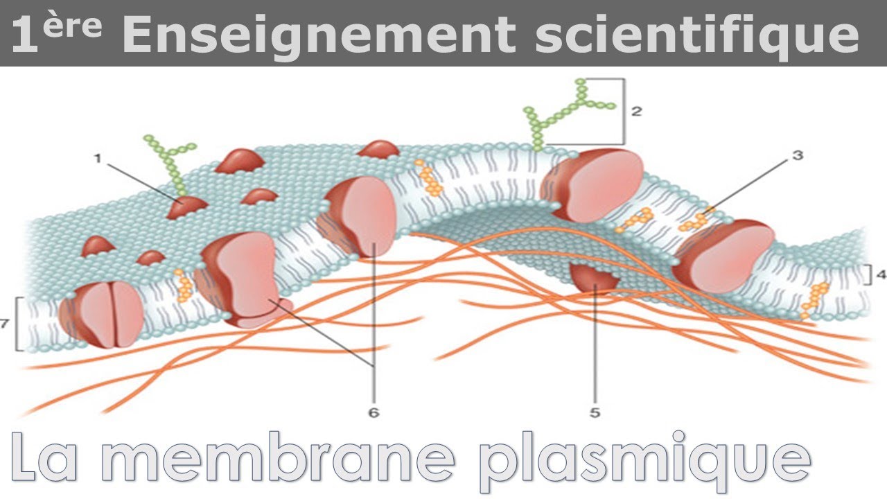 Représentation schématique d'une membrane composite (Club français des