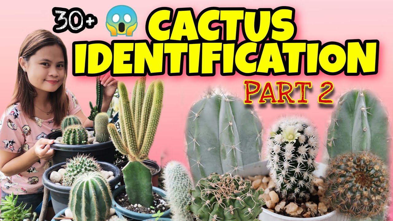 CACTUS IDENTIFICATION PART 2CACTI NAMES WITH PICTURES RYXYZA YouTube