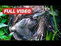 Bird Breeding, Feeding and Leaving Nest (Full Compilation) – Survival of Birds From Snake Bites