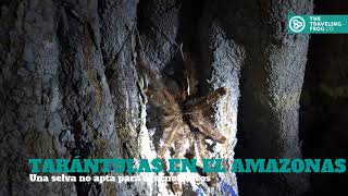 Tarántulas en la Amazonia