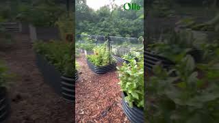 Harvesting Happiness: Our Backyard Bounty and Olle's Transformation