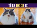 Приколы с котами. ЗЛЮСЯ, СМЕЮСЯ, ЛЕНЮСЯ, ТЁТЯ ЛЮСЯ))) | Мемозг #326