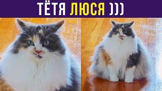 Приколы с котами. ЗЛЮСЯ, СМЕЮСЯ, ЛЕНЮСЯ, ТЁТЯ ЛЮСЯ))) | Мемозг #326