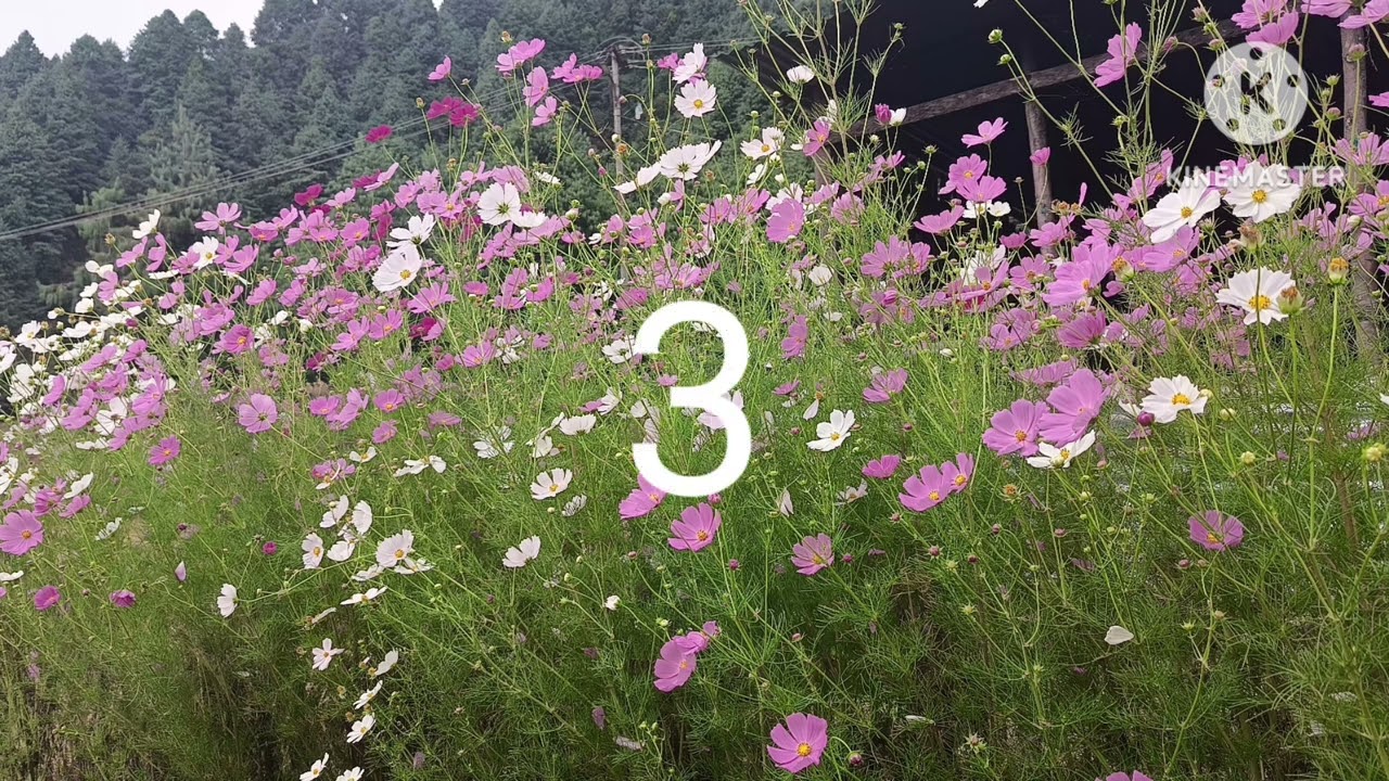 Ane bharat geda so ngo/ nyishi song/ karaoke with lyrics. Dr, Bamang loram.