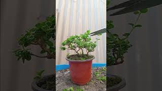 Pruning day ngani🤣.. #bonsai #plant #youtube #youtubeshort #pruning #fyp #fypage