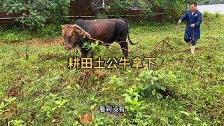 小伙第一次见会耕田的土公牛，花了8300元盘了下来，猜猜多重？