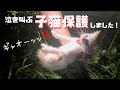 [子猫保護]泣き叫んでいた子猫を保護しました！