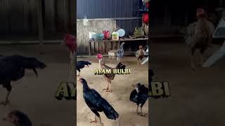 Ayam Bulbi Kang Bewok