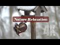 Forest Birds Are Given a Coconut Full of Food / Colorful Woodpecker Loves It the Most - 4K