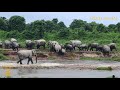 ELEPHANT HERD RETURNING TO THE FOREST FROM VILLAGE || 2 Oct 2020 || নুমলীগড় হাতী জাক জংঘললৈ উভটিছে