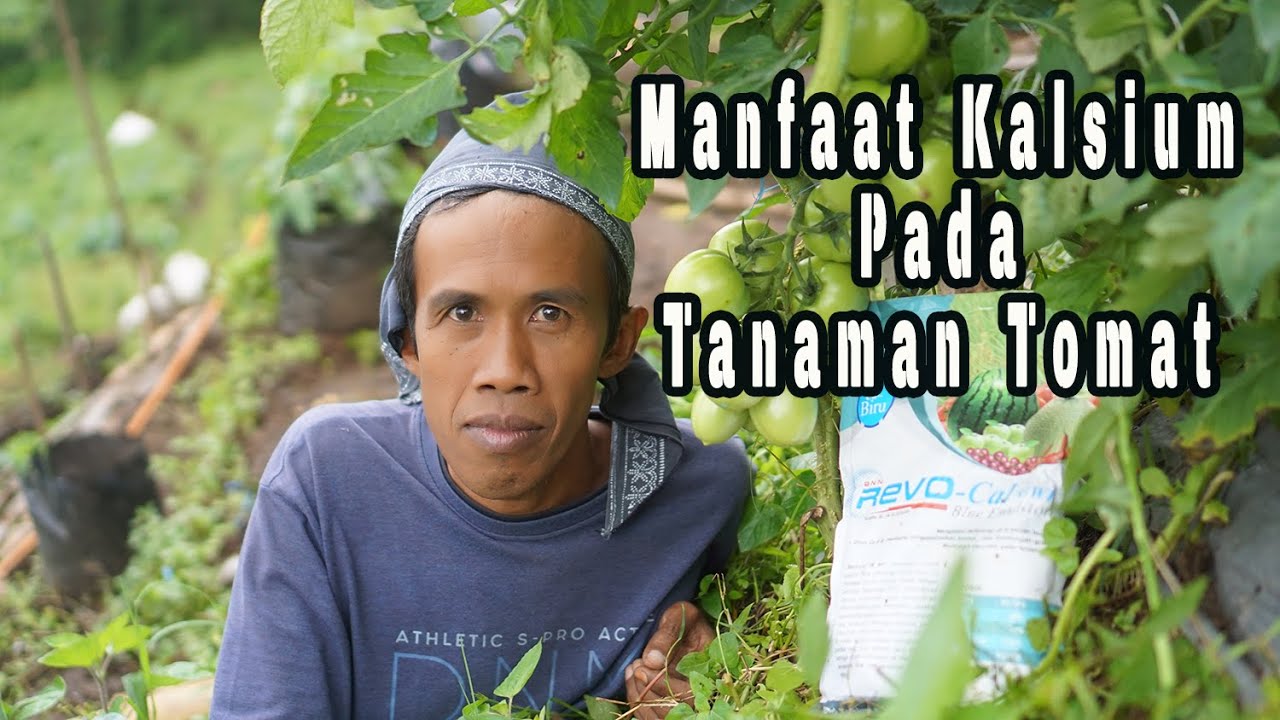 Manfaat Kalsium Karbonat pada Tanaman Tomat, Petani Sayuran Perlu Tahu