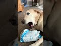 Dog Doesn&#39;t Want Help Opening Package