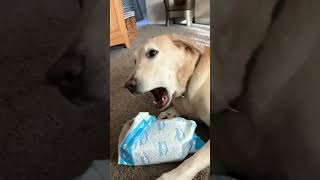 Dog Doesn't Want Help Opening Package