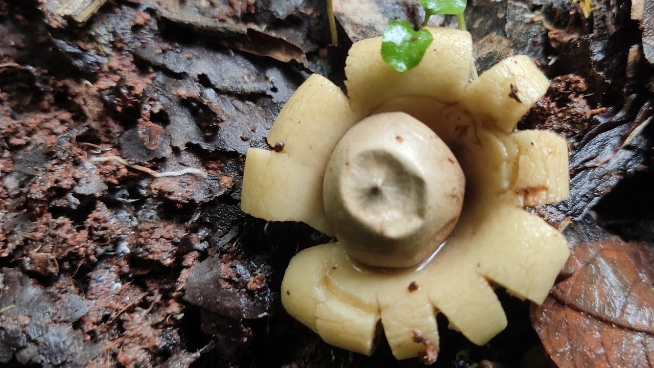 Fallen star fungi (Geastrum saccatum)