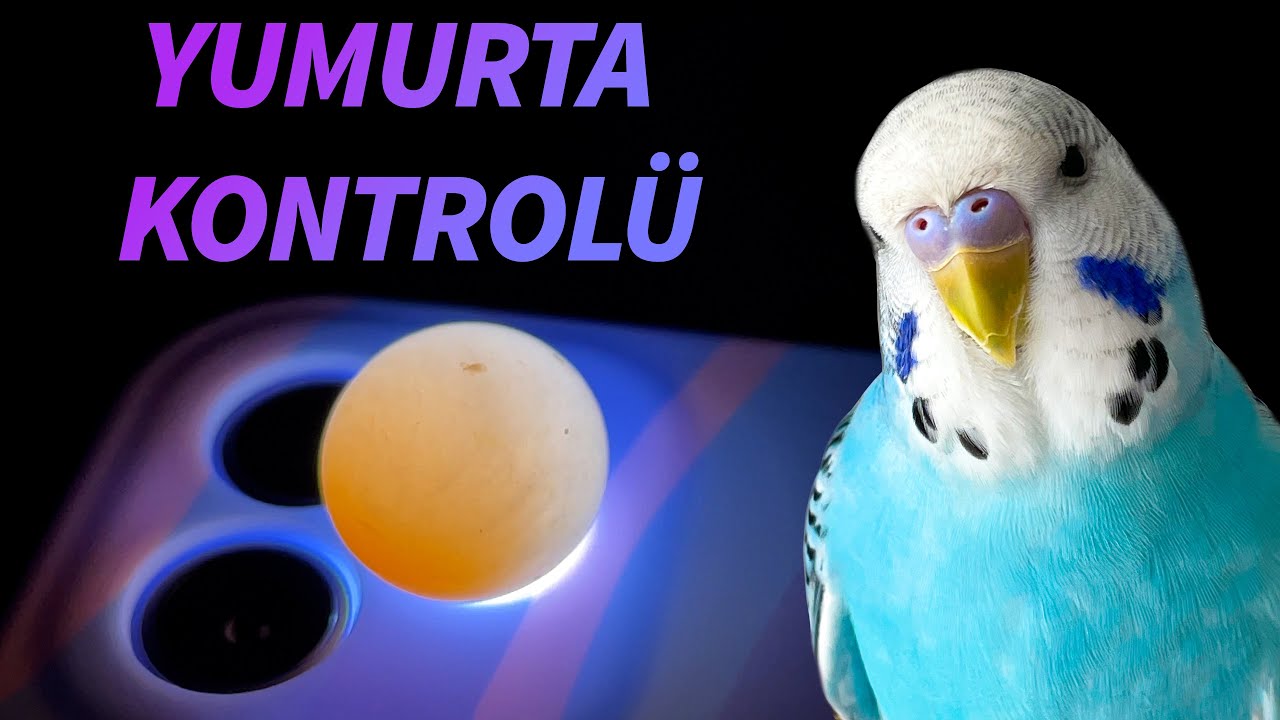 Muhabbet Kuşu Yumurta Kontrolü  Dolu mu Boş mu?