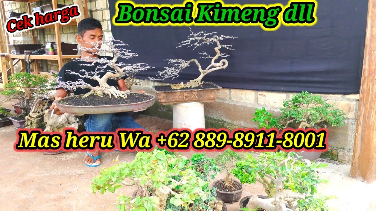 Cek harga Bonsai Kimeng,  Loa dll koleksi Mas Heru Wa +62 889-8911-8001