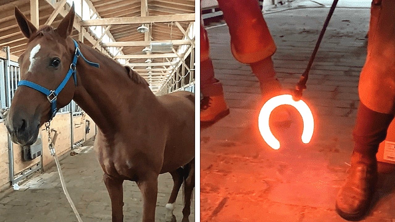Burn the flaming horseshoe! Crazy hot hoof sterilization! Satisfying horse hooves trimming YouTube