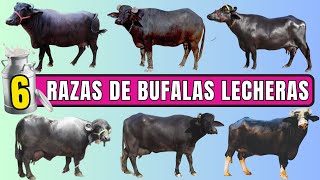 6 principales razas de búfalas para la producción de leche
