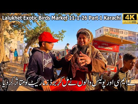 Lalukhet Exotic Birds Market 11-1-25 Part 1 Karachi | Rare and Unique Birds and Parrots and Rooster