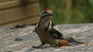 Grote Bonte Specht Van Dicht Bij..