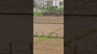 krishi kranti #balenshah #ravilamichhane #raswapa #butwal #nepali #genz #balen
