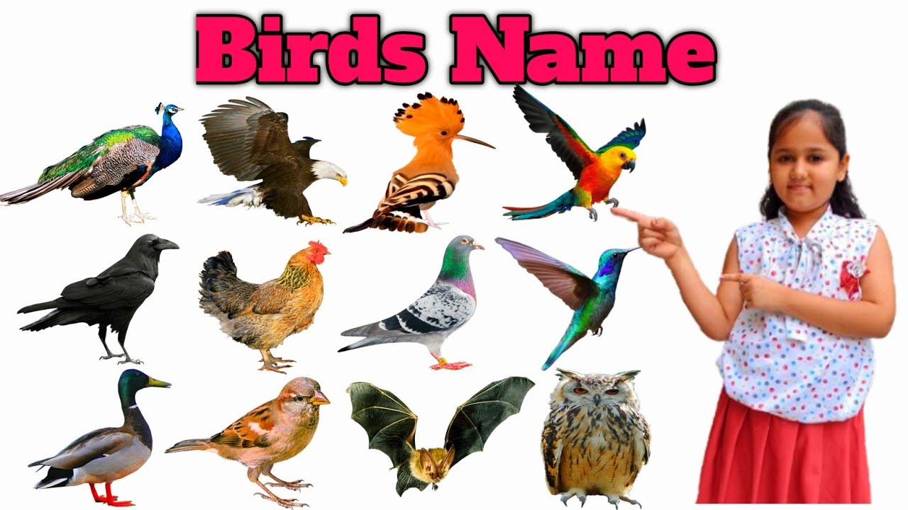Birds Name | पक्षियों के नाम | Learn Birds Name in Hindi and English  