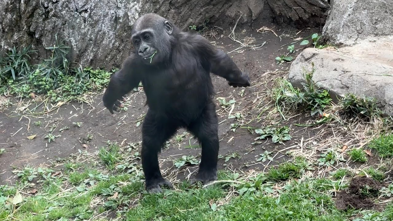 最鏡さぶちゃん　PRO２本　ゴリラのため息２本 2026年最新】ゴリラのため息の人気アイテム - メルカリ