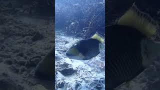 Triggerfish, Raja Ampat, Kri Island, West Papua, Indonesia 🇮🇩