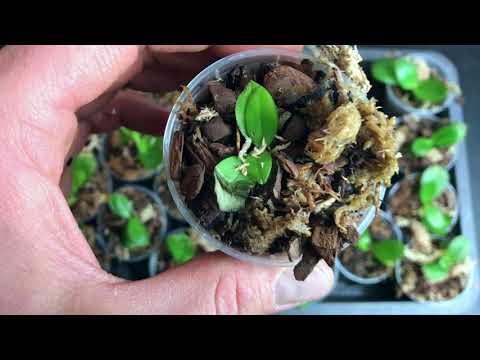 In-vitro-Phalaenopsis pikiert: So haben sich die Jungpflanzen entwickelt