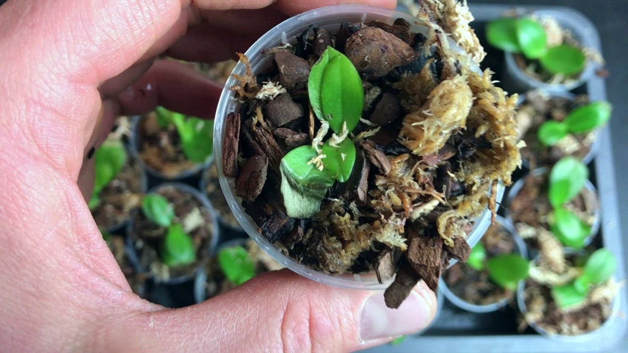 In-vitro-Phalaenopsis pikiert: So haben sich die Jungpflanzen entwickelt