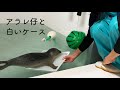 【海遊館】ワモンアザラシのアラレ仔と白いバット