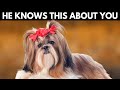 5 Shocking Things Your Shih Tzu Knows About You