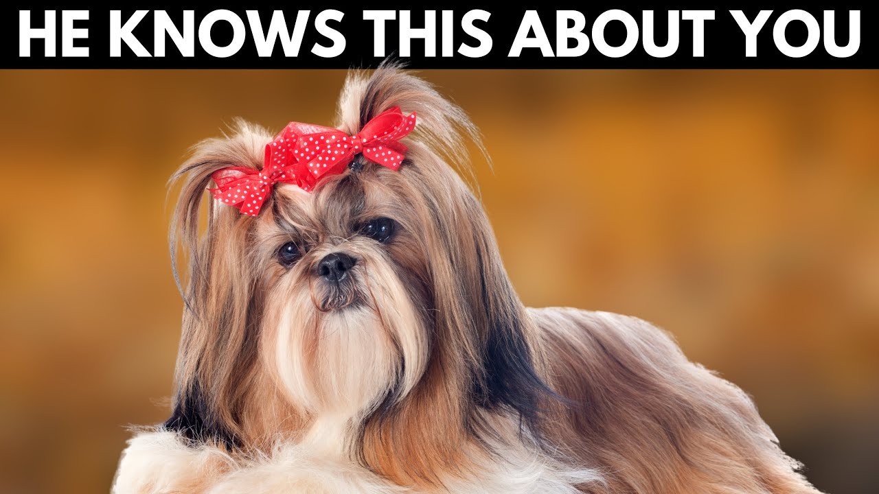 5 Shocking Things Your Shih Tzu Knows About You