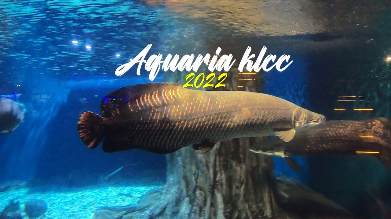 Aquaria Klcc Kuala Lumpur 2022 4K
