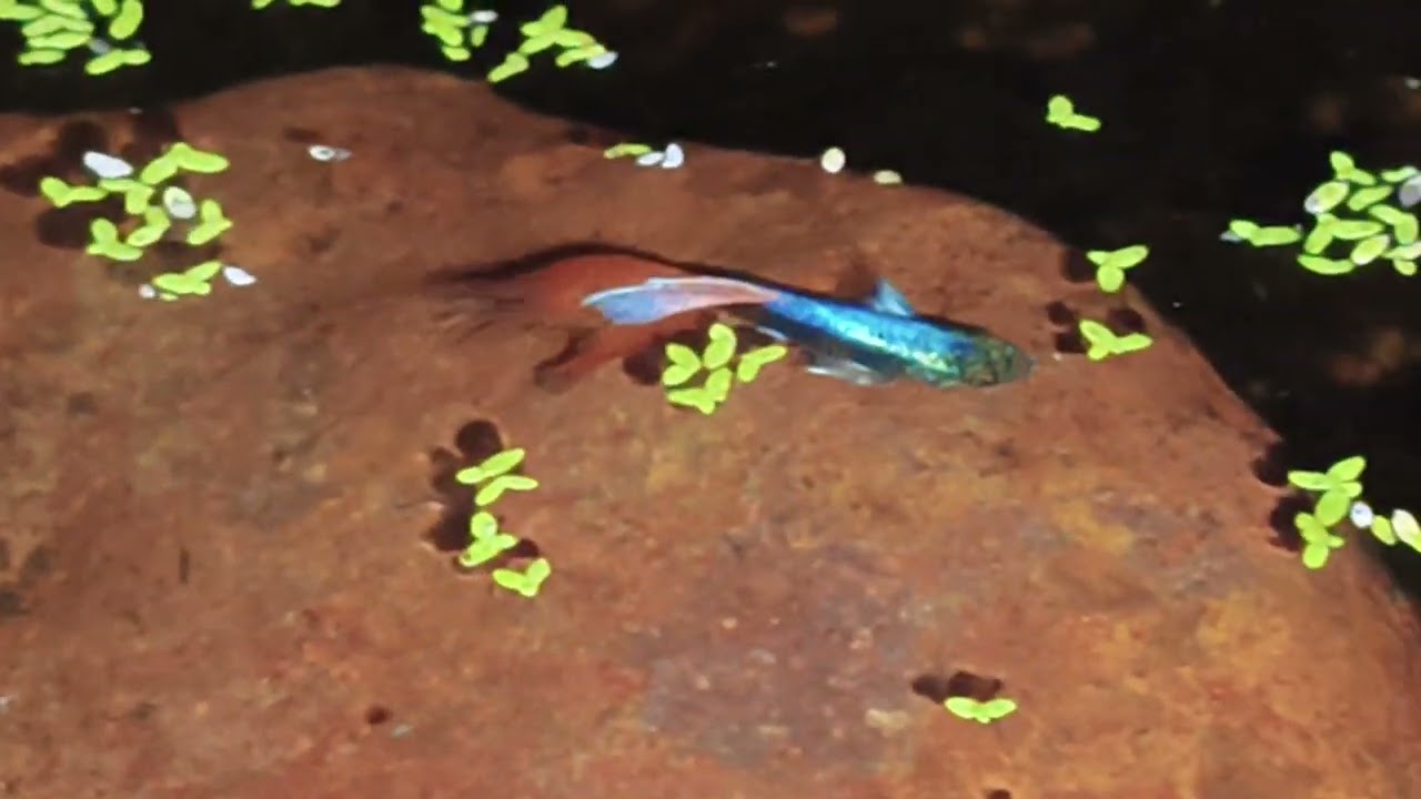 #love #betta #bettafishuae #bettafishuae #aquarium #bettadubai #guppy 