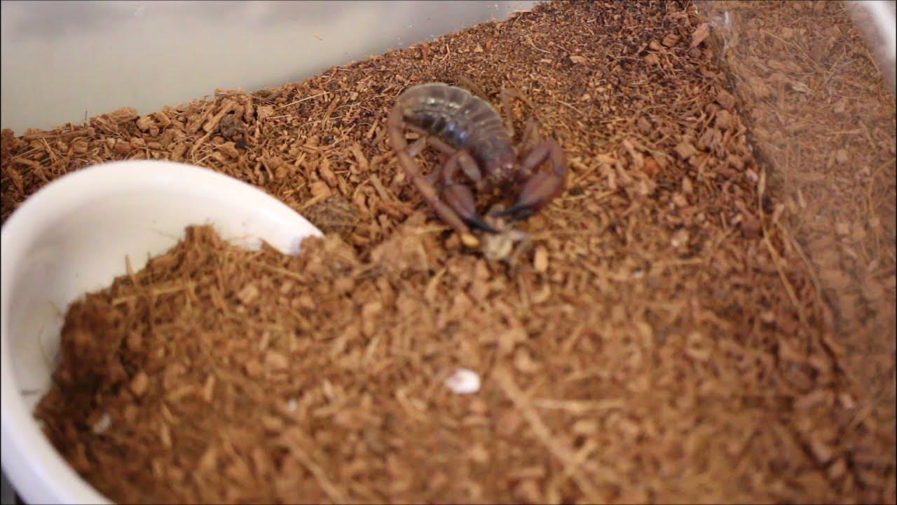 Flinders range scorpion (u.elongatus) female cricket takedown YouTube