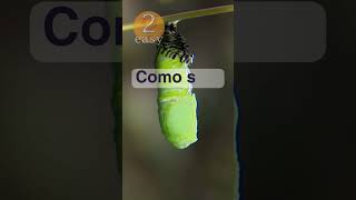 2easy