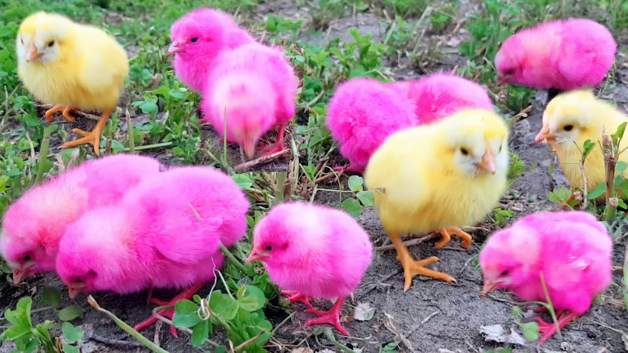 Many Coloured Chicken Baby Chirping and Playing - YouTube