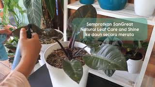 Semir kilap daun tanaman hias Water Base plus vitamin dari SanGreat