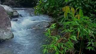 Amazing Birdsong In The Forest,Bubbling River Sounds,Relaxation