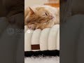 Bedsure Cat Couch: Memory Foam Support &amp; Removable Cover – Stylish Dog &amp; Cat Sofa Bed | #ad