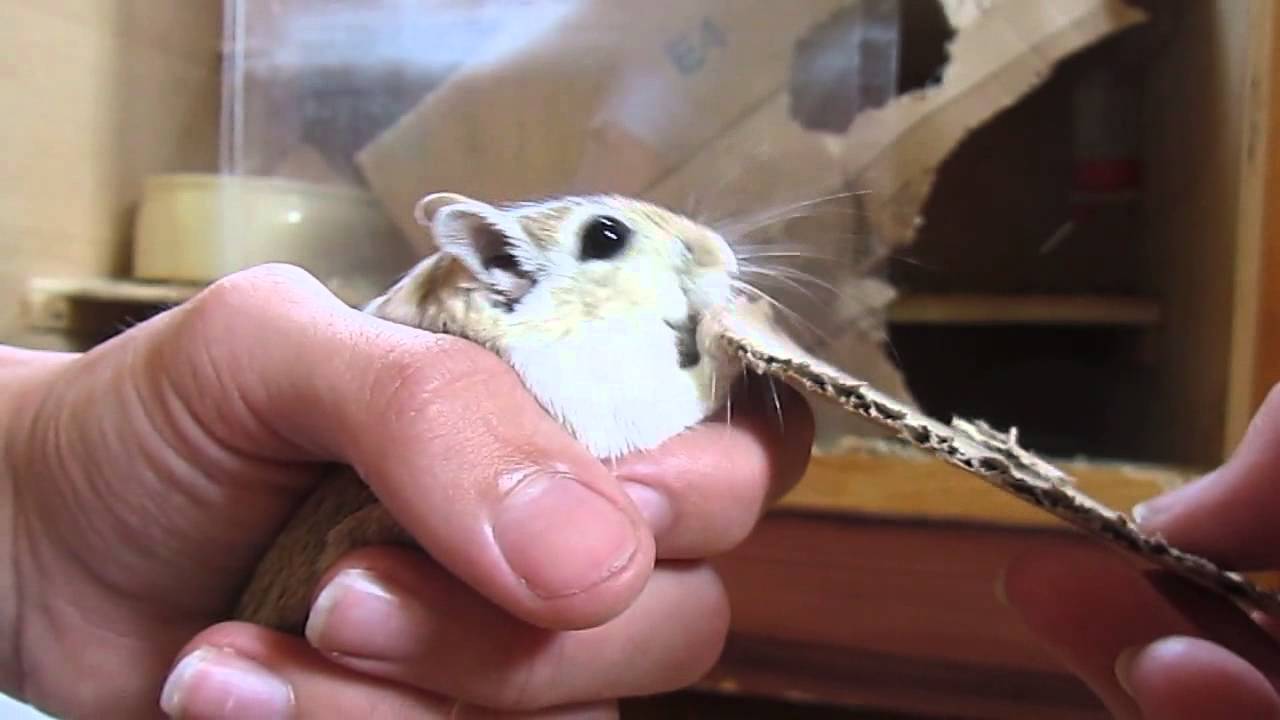 Zahme Maus sitzt in meiner Hand und knabbert