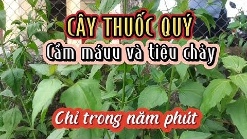 Cây thuốc giúp cầm máuu và tiêu chảy chảy không quá năm phút.