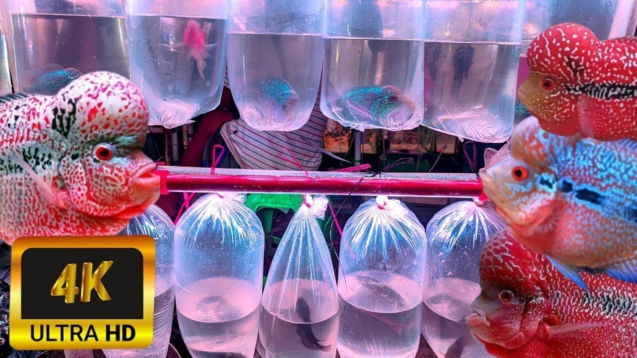 REVIEW HARGA IKAN LOUHAN KAMFA. CENCU STOK TERBATAS JANGAN SAMPAI KE 