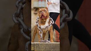 Can A Pitbull Save You From Black Cobra