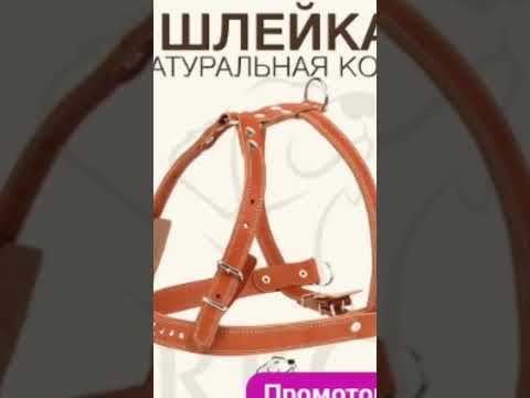 #кошки #кошка #дрессировка #шлейка #правильныйвыбор #вотэтонормально