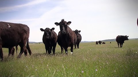 Sharing Open Spaces With Livestock: A Year in the Life of a Cow